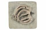 Fossil Crinoid (Agaricocrinus) - Crawfordsville, Indiana #215810-1